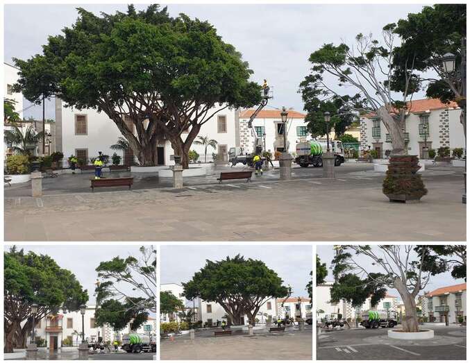Labor de poda y limpieza de los viejos árboles de la plaza de San Juan/TA.